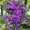 ozarknanny74